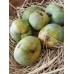 Oriental Ishad Mango Pulp - 850gms